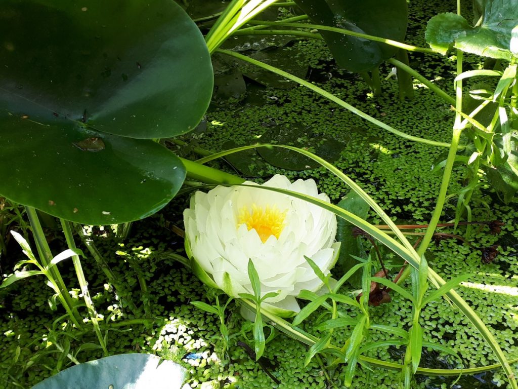 Replenish low energy. Water lily